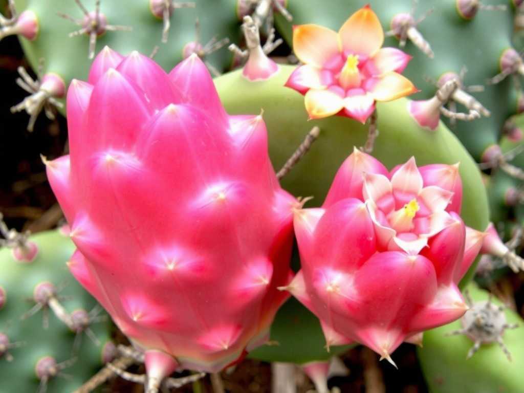 How to Identify Edible Prickly Pear Cactus Species for Edible Gardens(1)