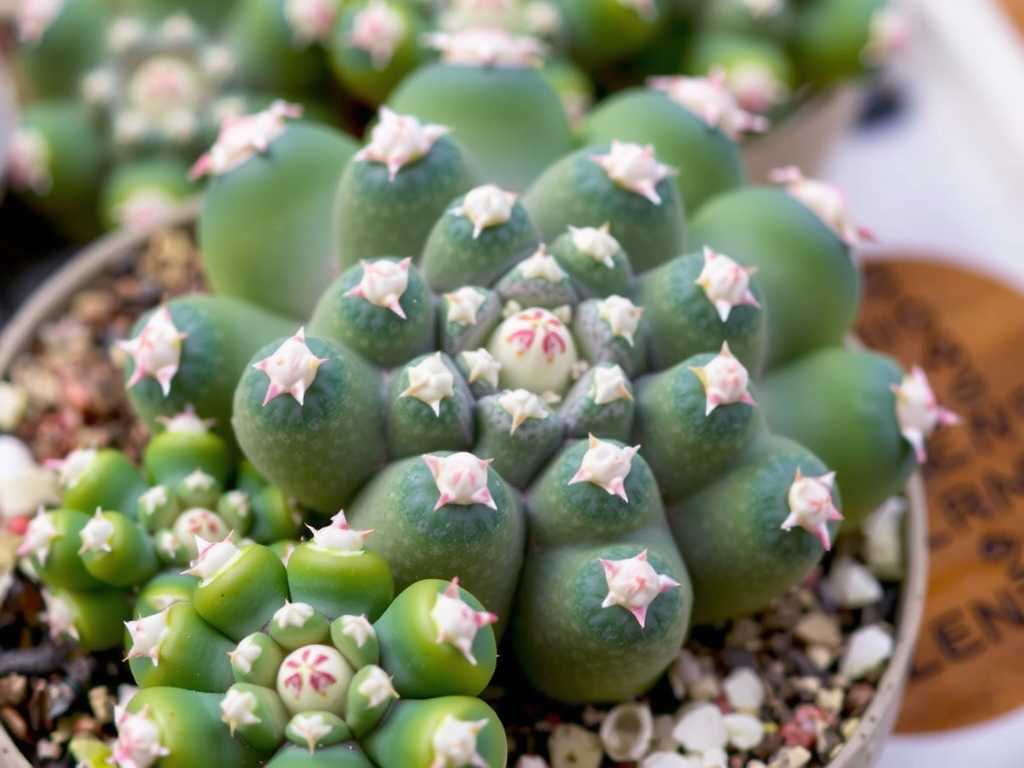 How to Care for Cactus Species During Winter Dormancy