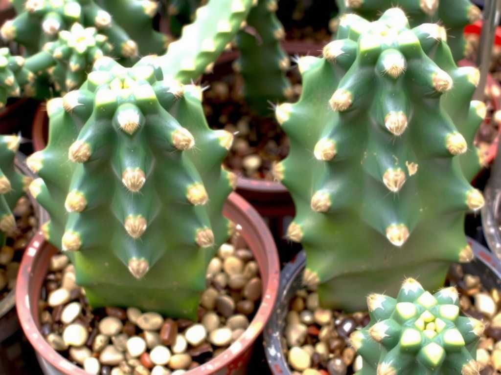 How to Care for Grafted Cactus Species to Ensure Survival