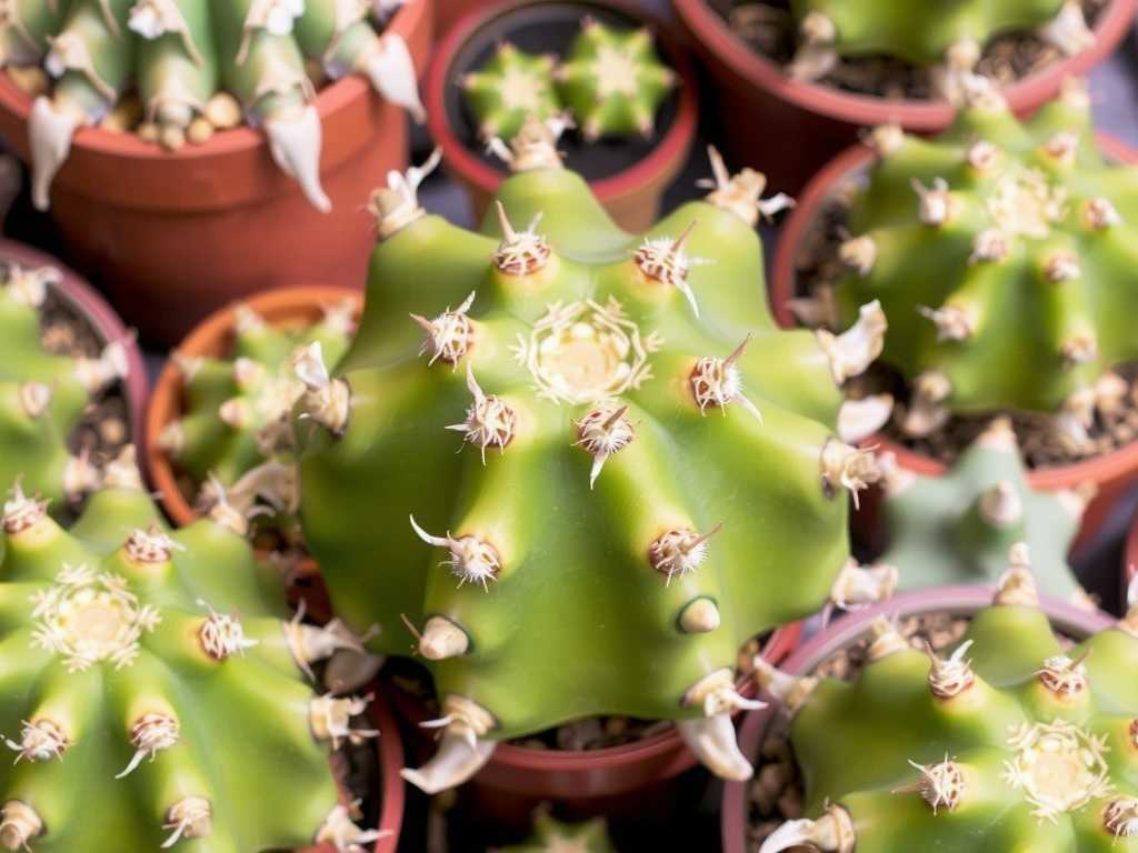 How to Identify Pests-Prone Cactus Species for Preventive Care