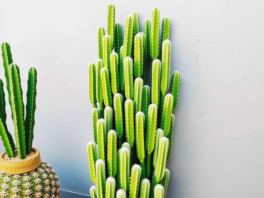 How to Grow Columnar Cactus Species for Vertical Landscaping(1)