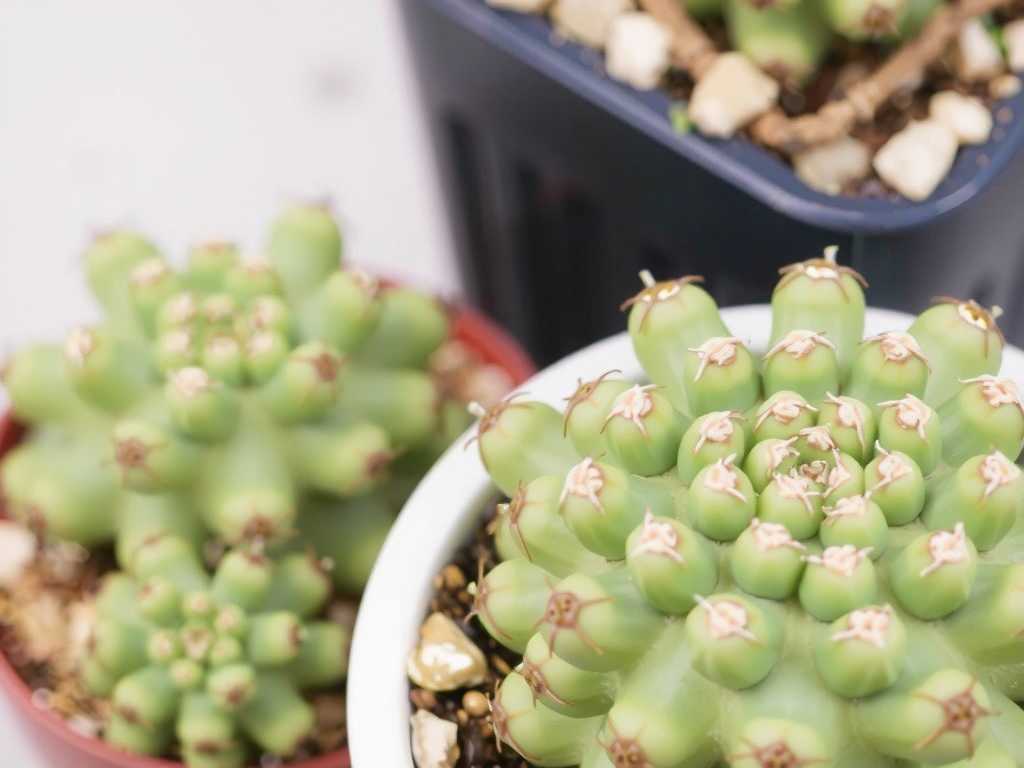 How to Grow Slow-Growing Ariocarpus Cactus Species at Home